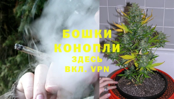сатива Сковородино